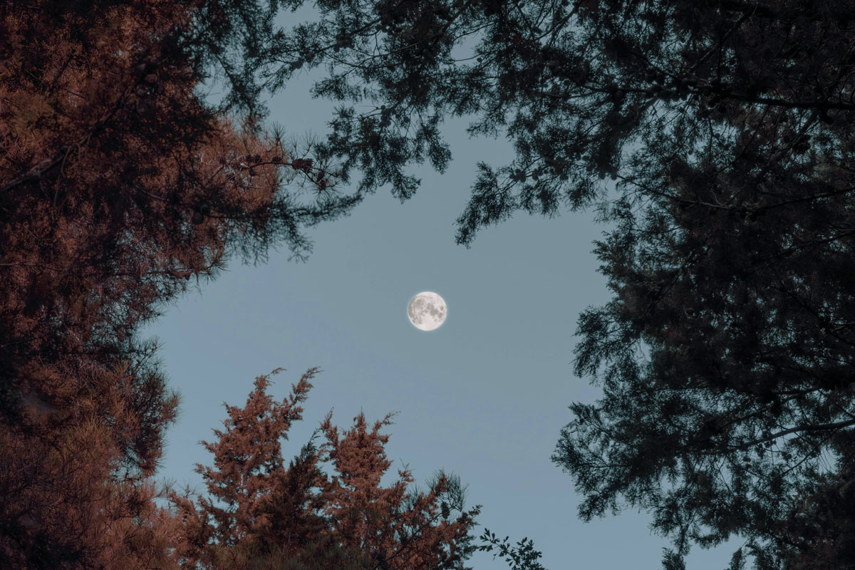 A full moon filtering through tree branches.