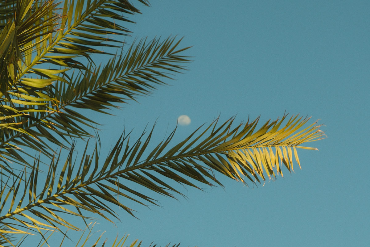 A moon peeks out from beyond palm trees.