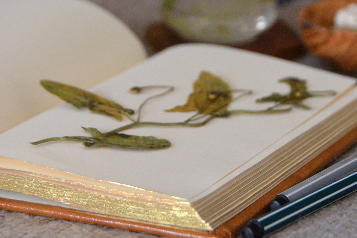 A journal lays open with some greenery on top.