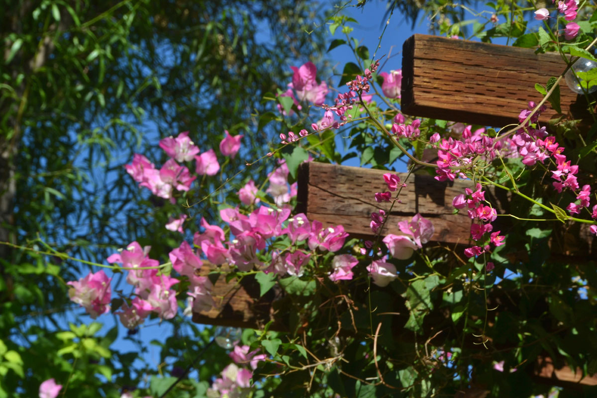 Pink flowers grow in a garden in July.