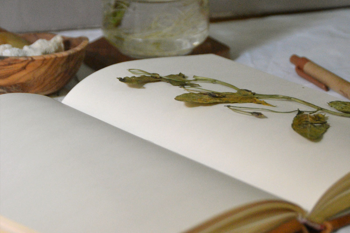 A journal lays open on a desk with a leaf on top.