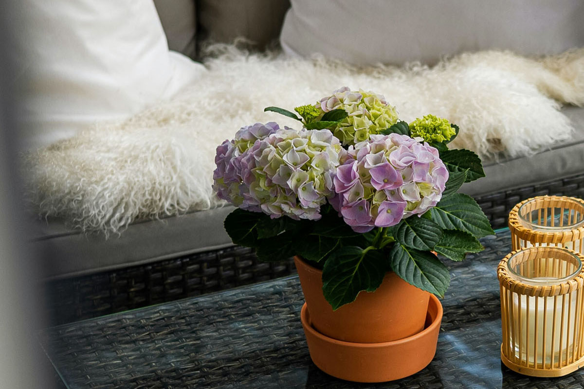 A pot with purple flowers stands on a patio table.