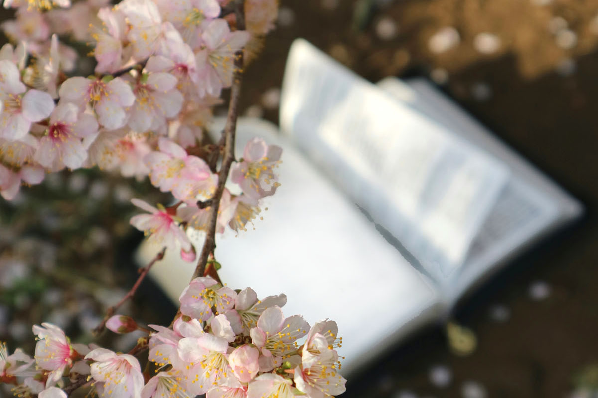 A book lays on the ground seen through cherry blossoms.