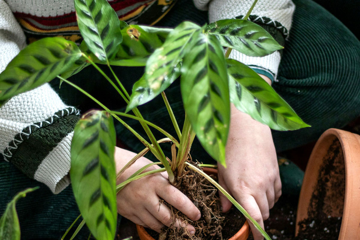 A woman digs her hands into a plant pot.