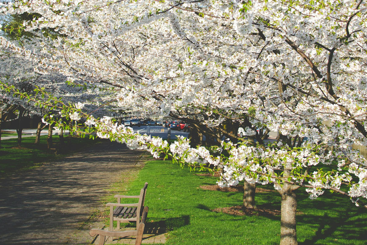 A park bench is seen through cherry blossoms.