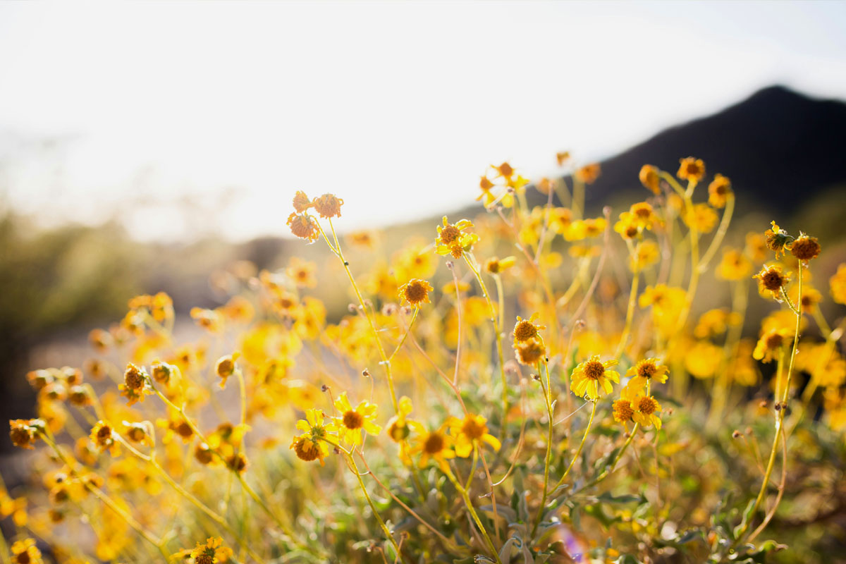 Yellow flowers fill a field during the spring equinox.