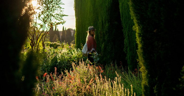 A woman stands in a field of sunlit flowers with dark green trees in the background.