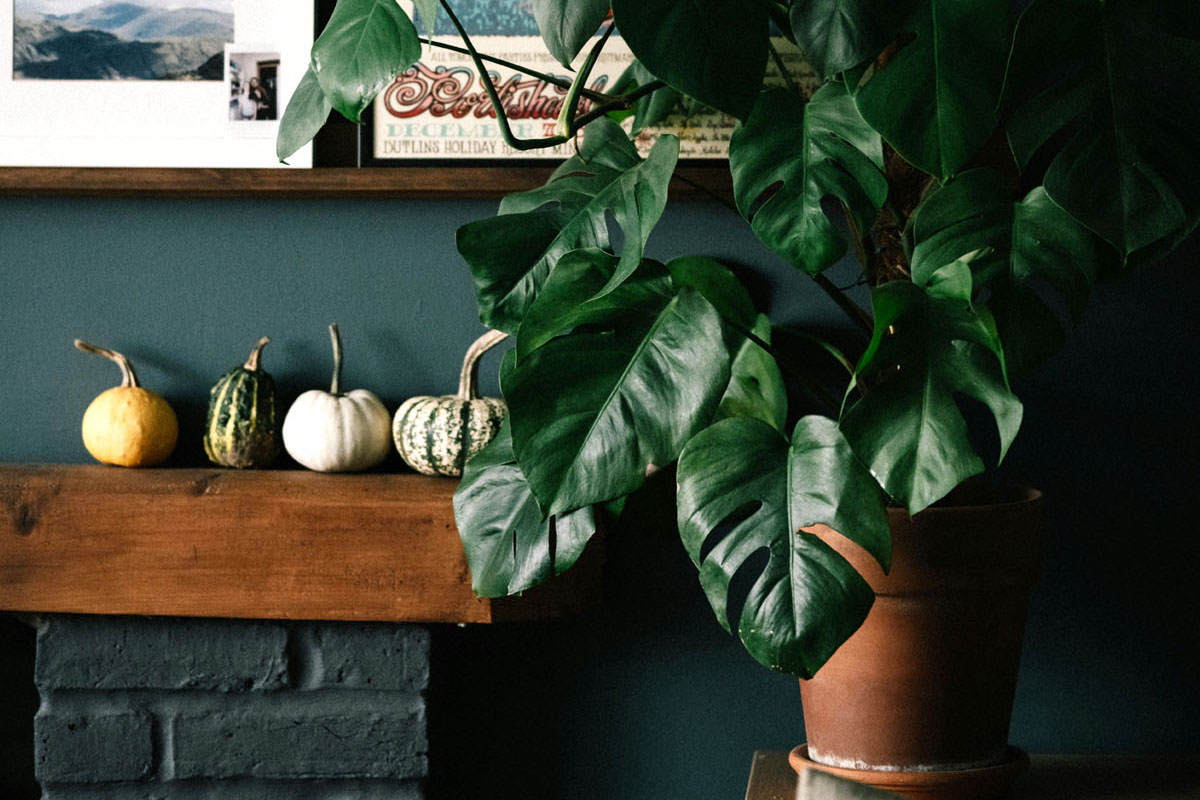 A big green house plant stands against a dark green wall.