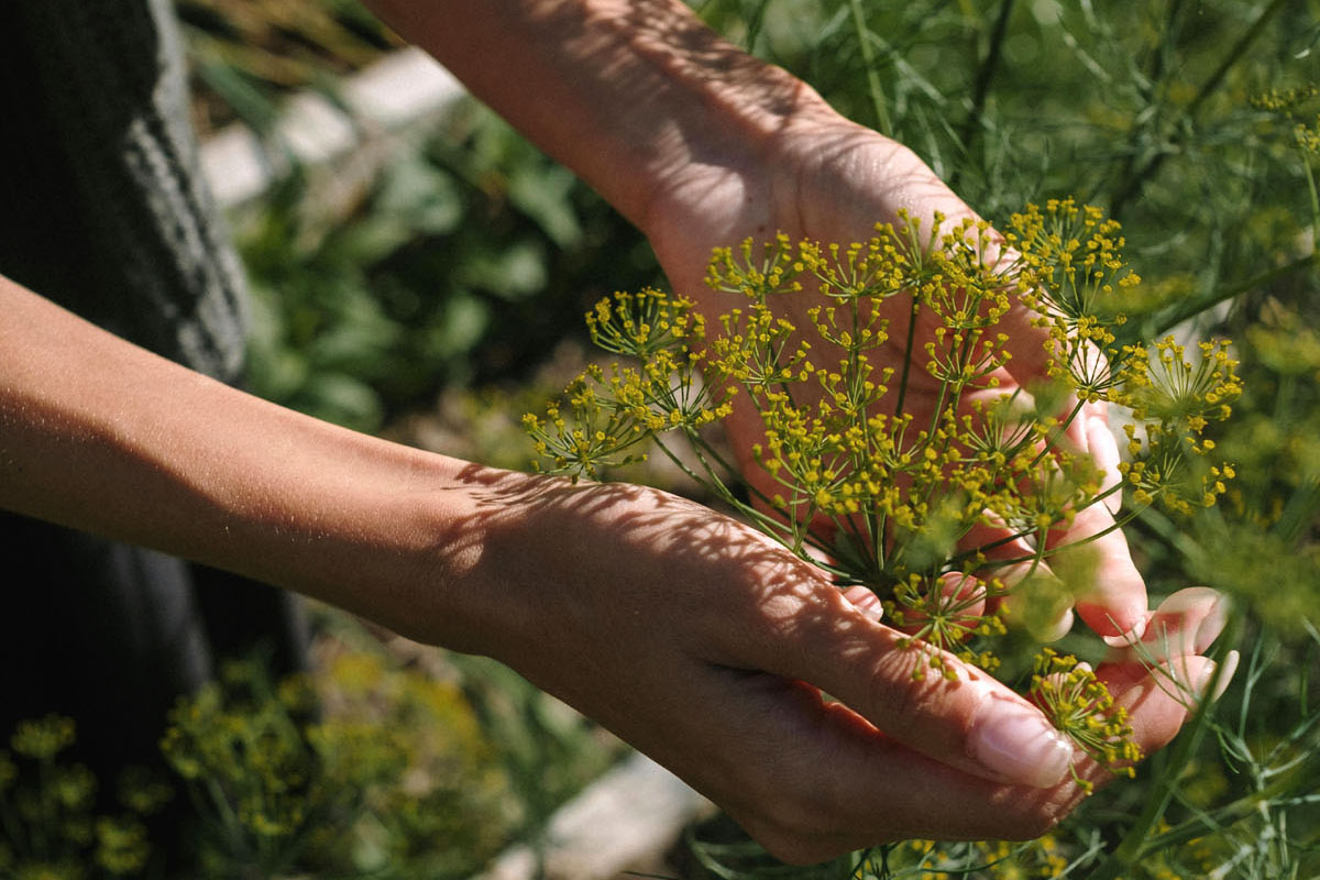 A woman holds some greenery in her hands. 