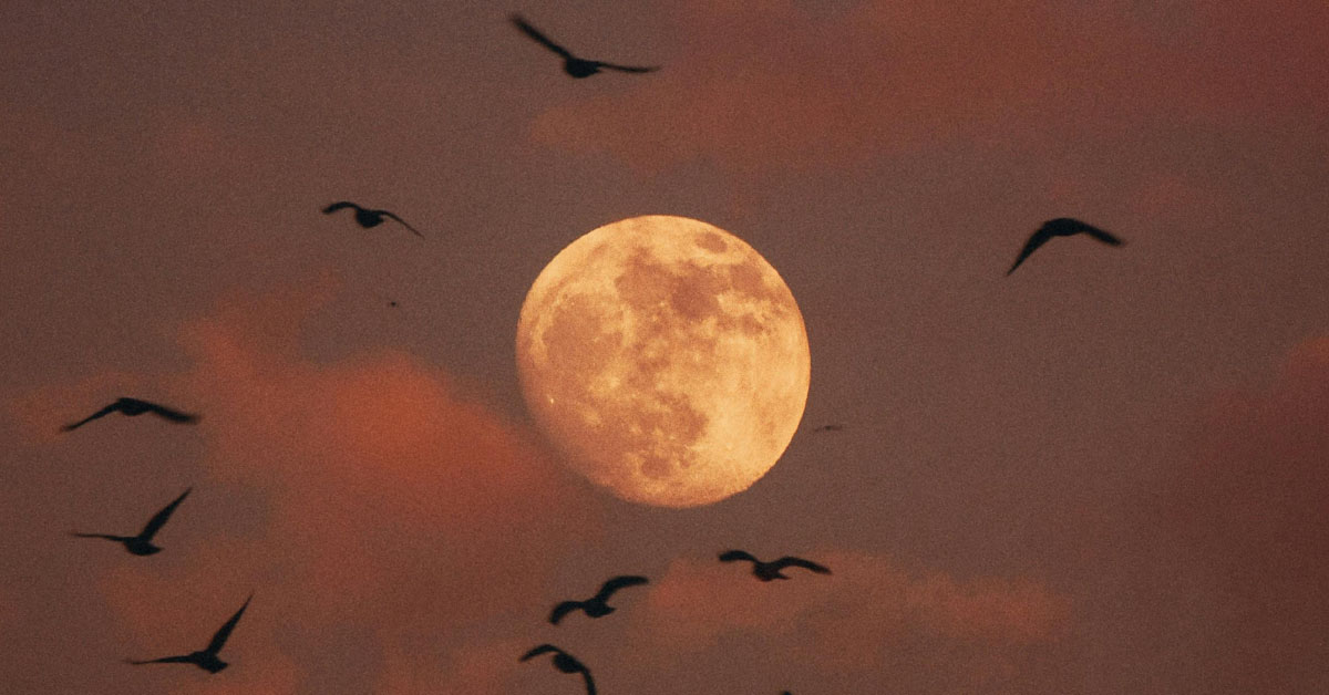 A full moon shines in a rosy sky with birds flying past.
