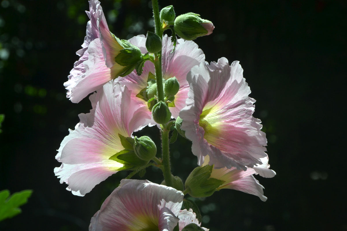 A closeup of a pink and white flower. 