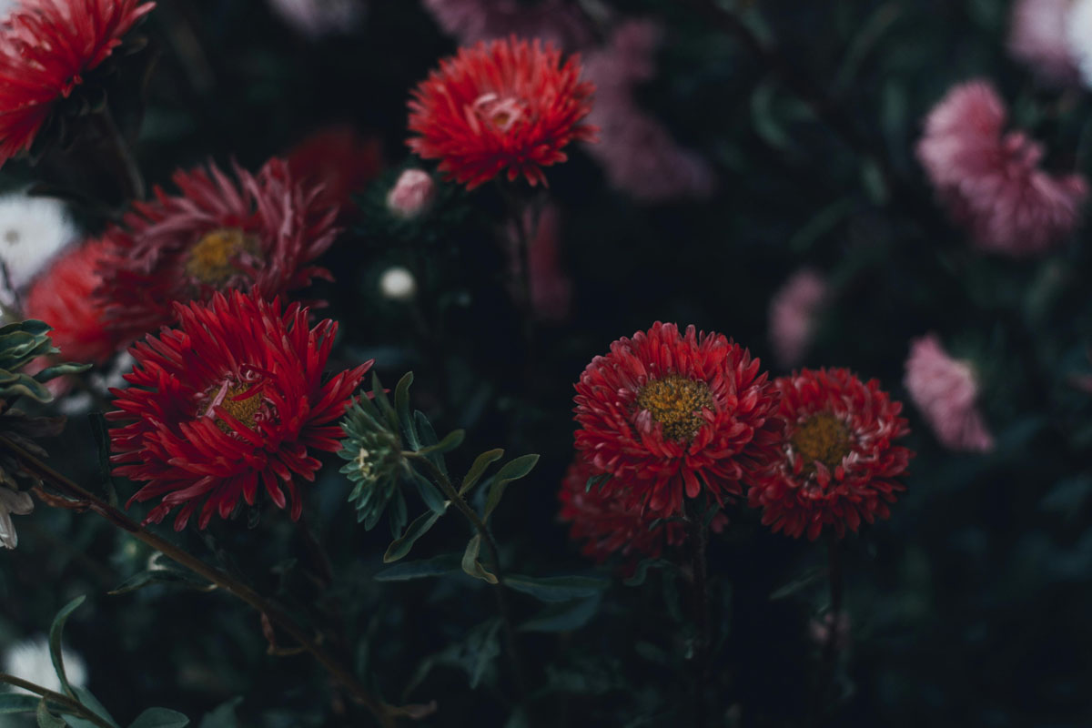 Some red flowers grow in a garden at night.