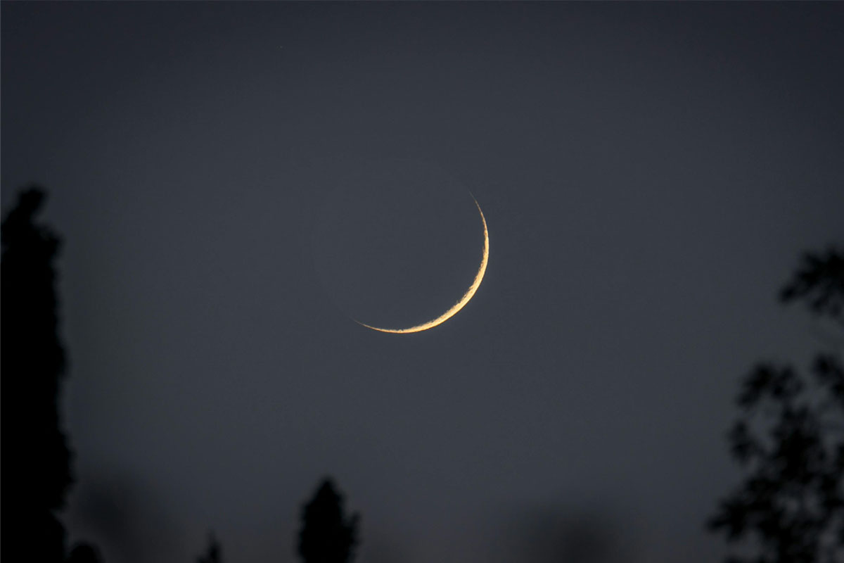 A crescent moon shines in the night sky framed by dark trees.