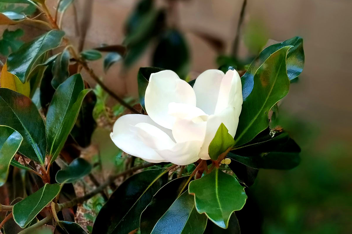 A magnolia flower blooms in a summer garden.