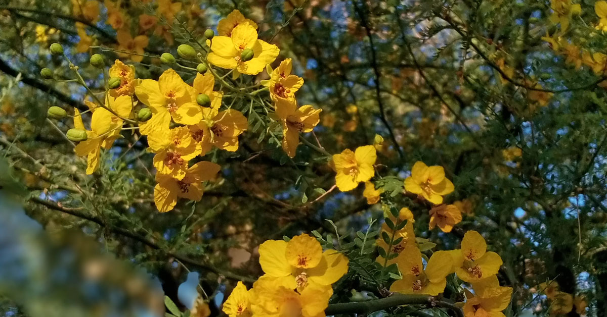 A closeup of a tree with bright yellow flowers.