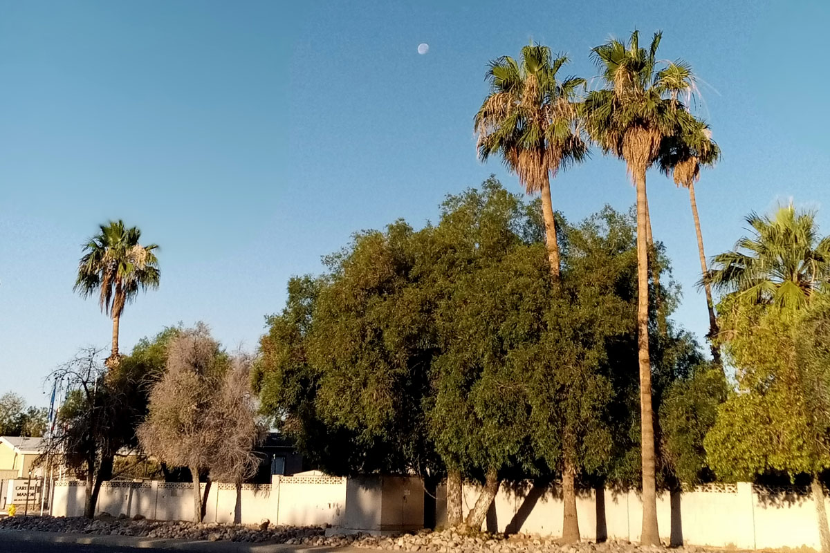 Palm trees and greenery against a full moon and a blue sky.