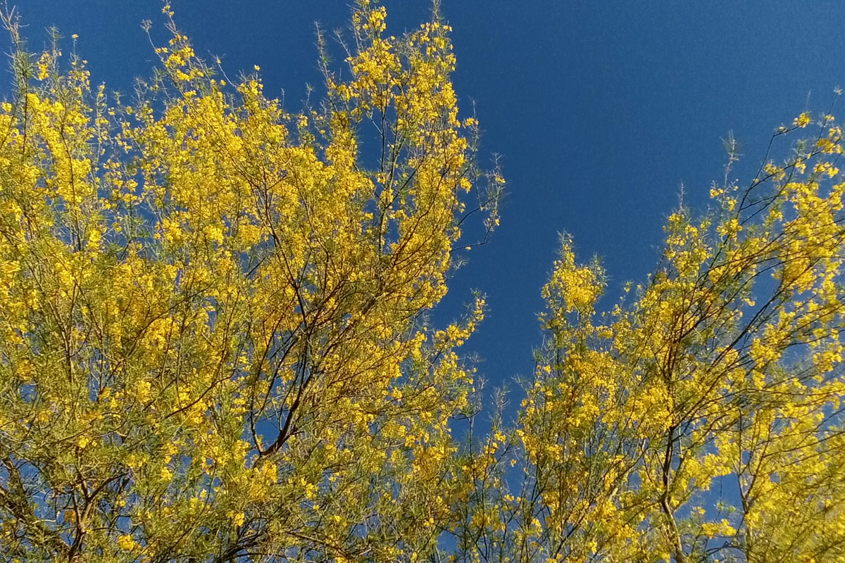 Trees with bright yellow flowers against a blue summer sky.