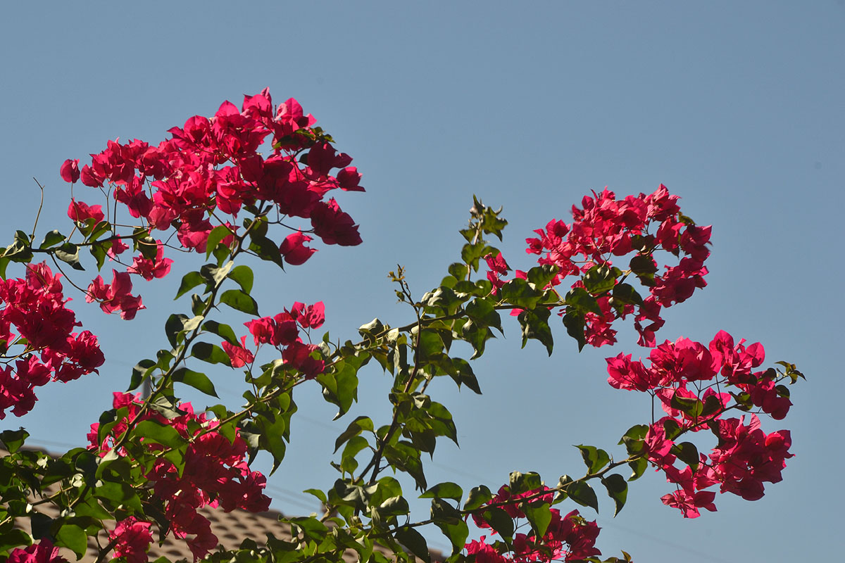 Pink flowers against a blue sky.