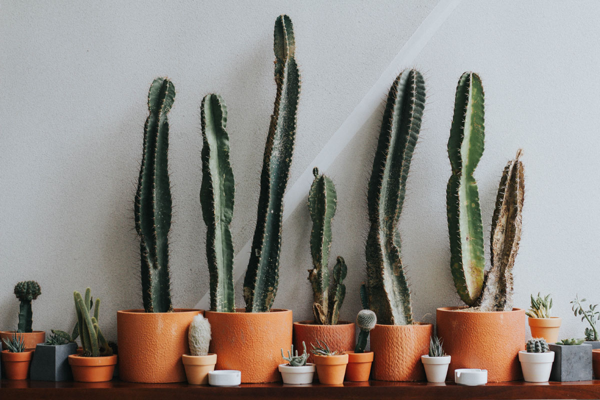 Rows of cacti stand in beige plant pots. 