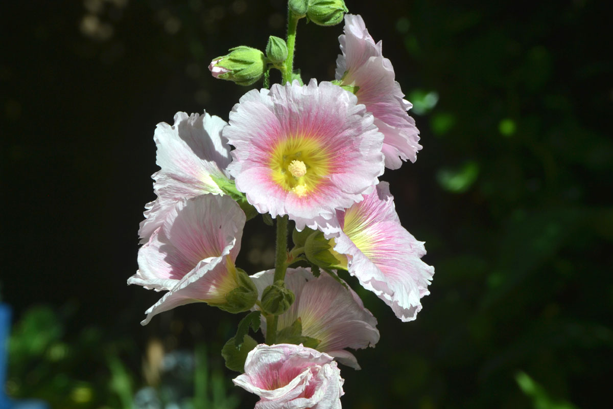 A closeup of a white and pink flower growing in a summer garden.