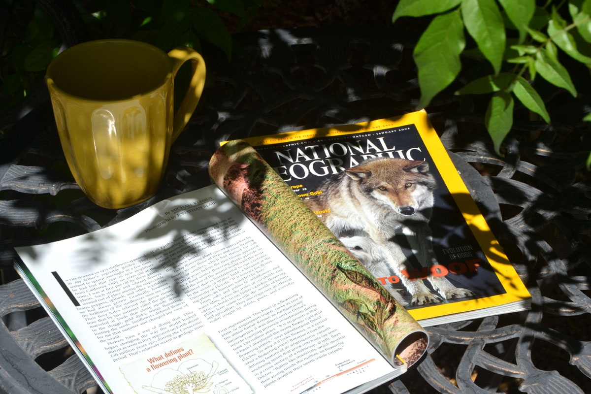 Print magazines featuring pictures of plants and wolves lay under a tree alongside a yellow mug.
