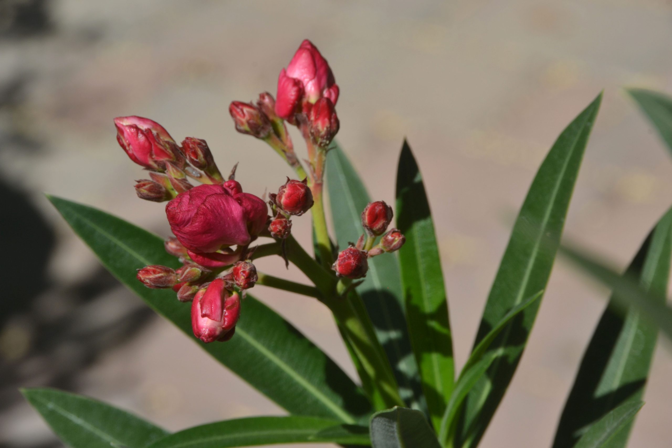 A flower with pink buds in a sunny garden.
