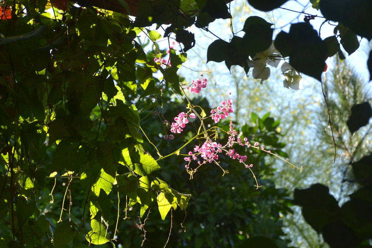 Flowers in the setting sun.