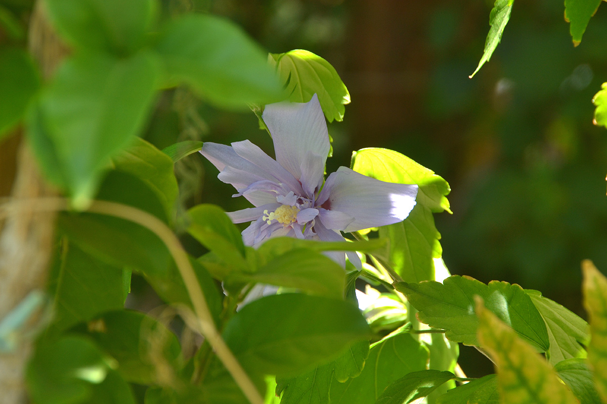 A light blue flower surrounded by greenery.