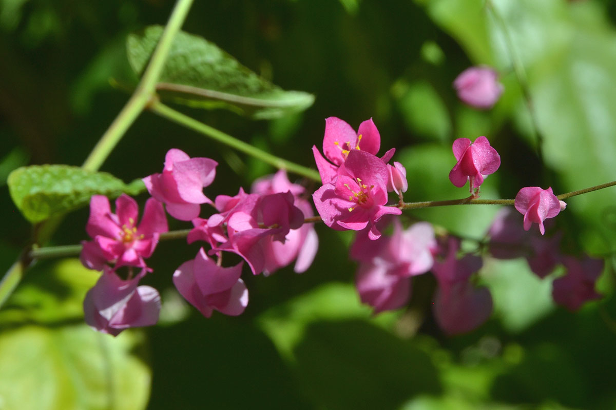 Pink flowers against a green background. 